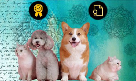 Fully-Accredited-Animal-Reiki-Practitioner-Certification