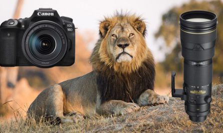 Wildlife-Photography-for-Beginners-and-Amateurs