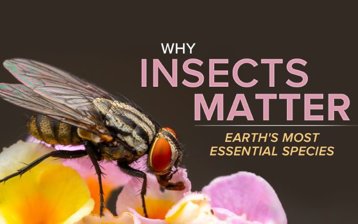 Why Insects Matter: Earth’s Most Essential Species