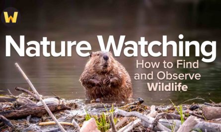 Nature Watching How to Find and Observe Wildlife