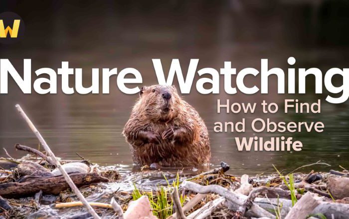 Nature Watching: How to Find and Observe Wildlife